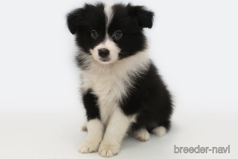 成約済の神奈川県のボーダーコリー-342033の1枚目